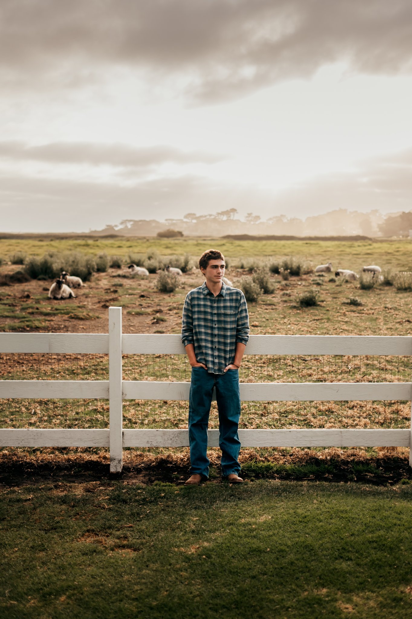 Senior guy leaning on a white ranch fence with sheep resting in the meadow at sunset, Mission Ranch, Carmel